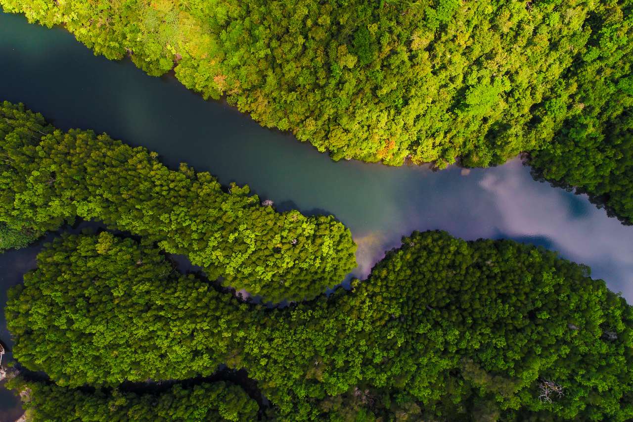 Letecký pohled na mangrovový tropický deštný prales s řekou z hory do moře, život přírody skládačky online
