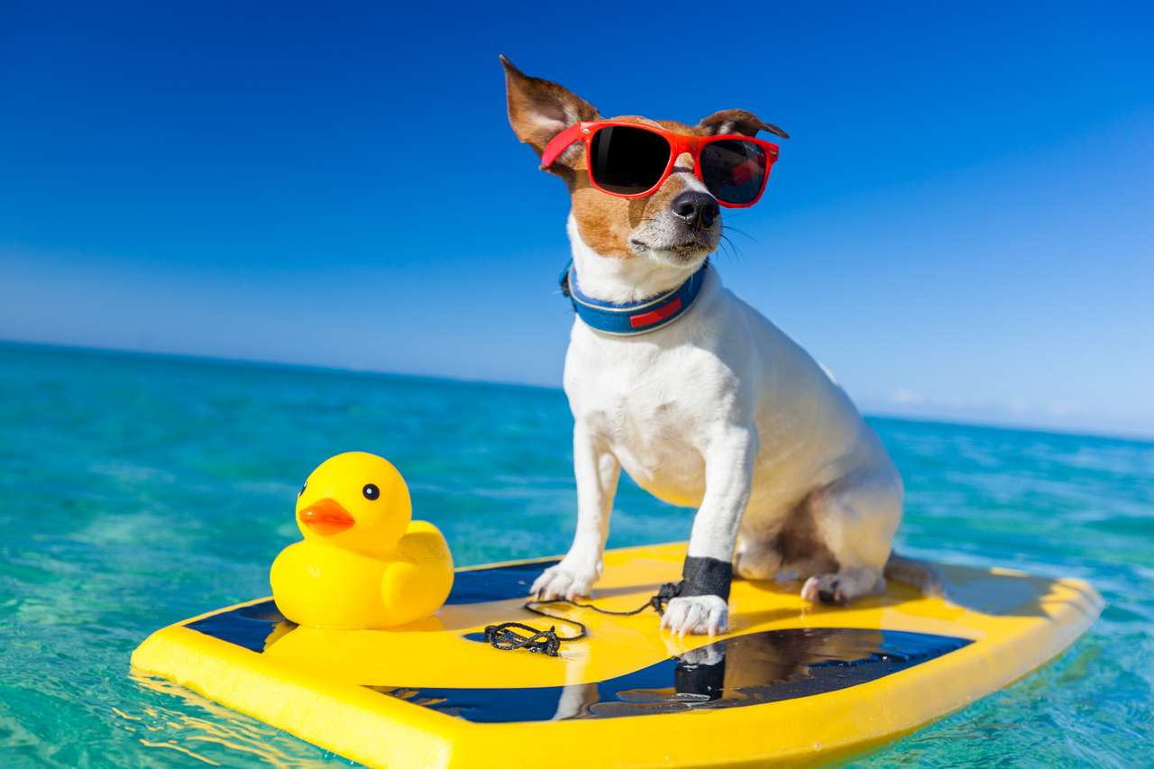 サーフボードでの犬のサーフィン ジグソーパズルオンライン