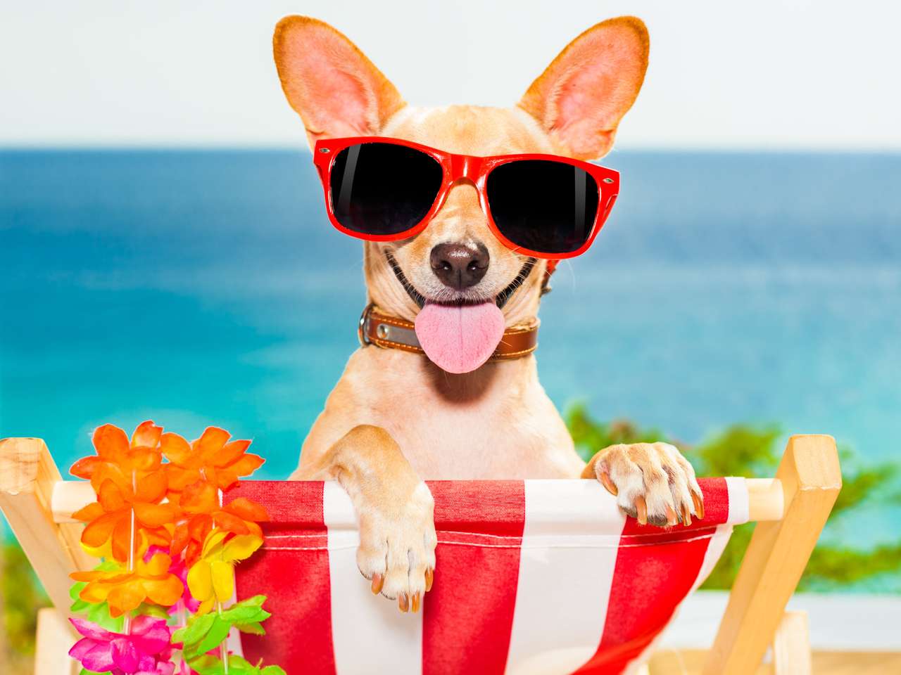 Pes Chihuahua na pláži online puzzle