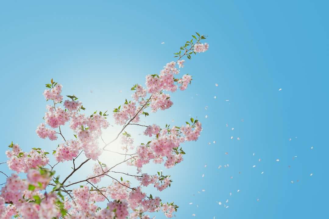 lage hoek van roze bloeiende boom online puzzel