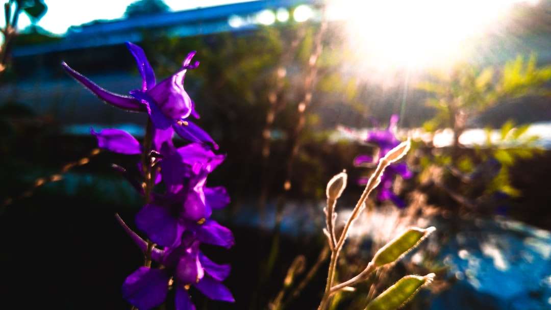 лилаво цвете в накланяща се леща онлайн пъзел