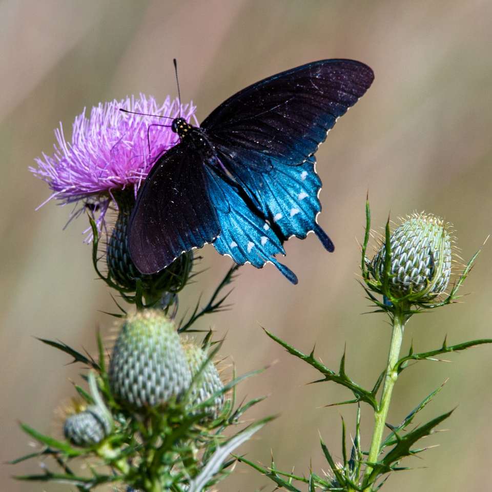 синяя и черная бабочка на фиолетовом цветке онлайн-пазл