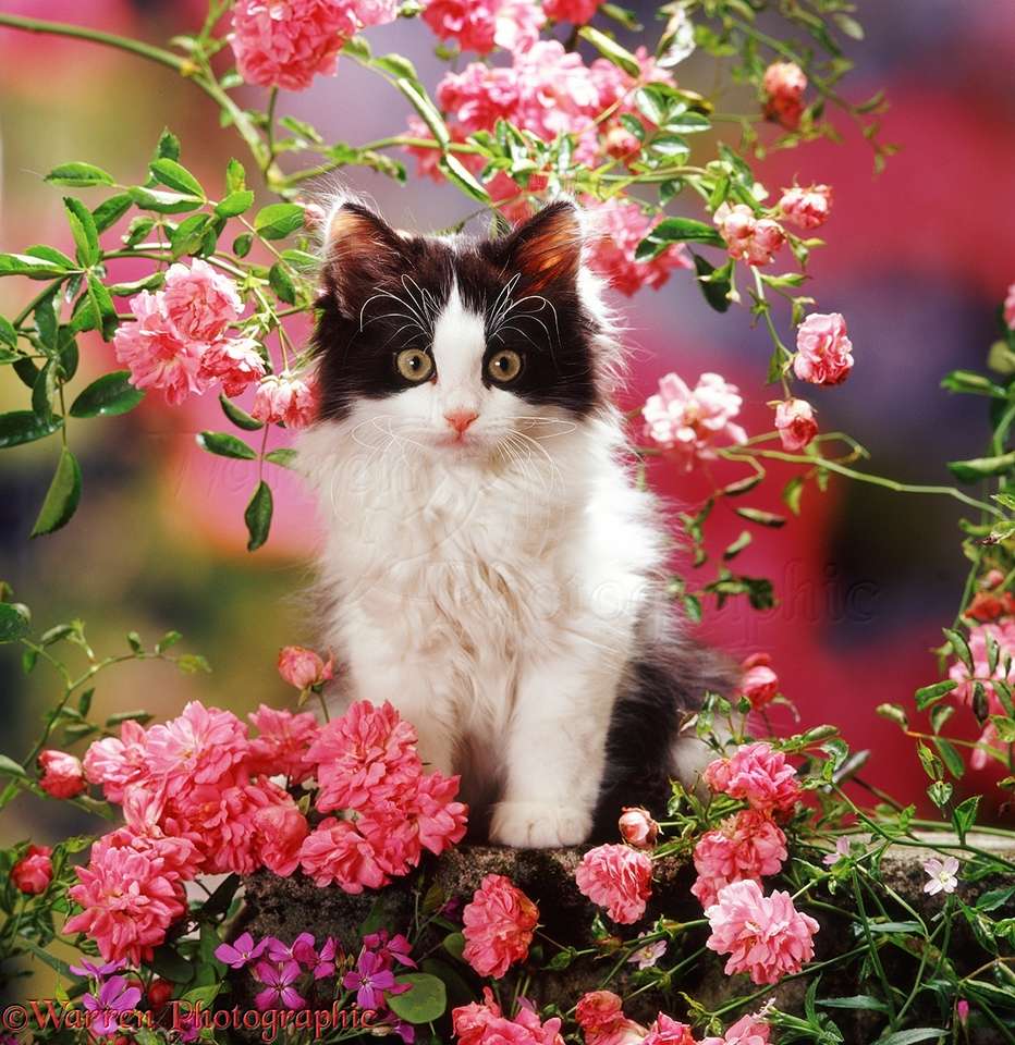 Kotě v květinách online puzzle