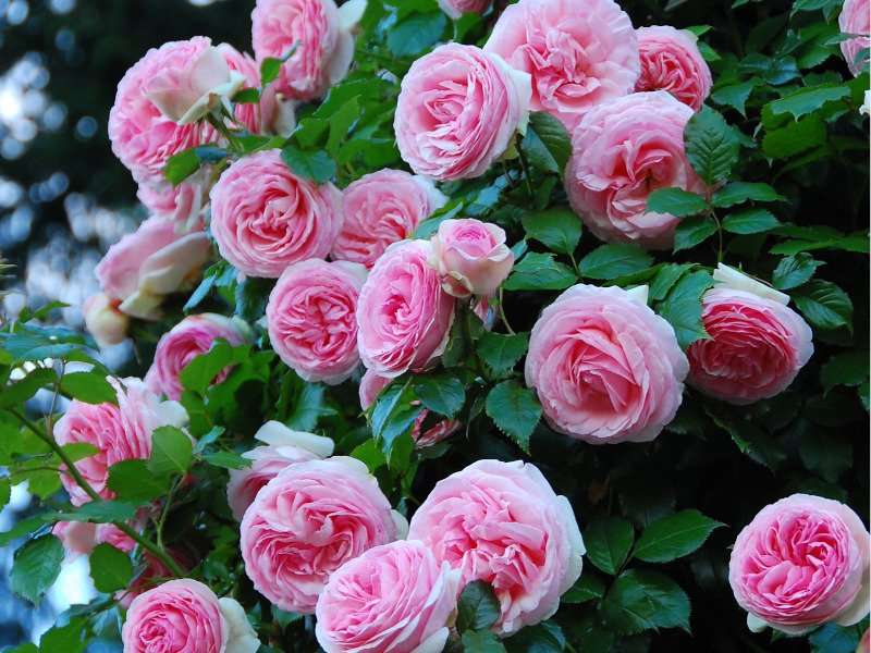 Rosas rosadas trepadoras rompecabezas en línea