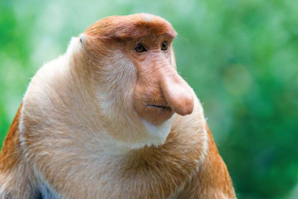 Opice Proboscis na ostrově Borneo online puzzle