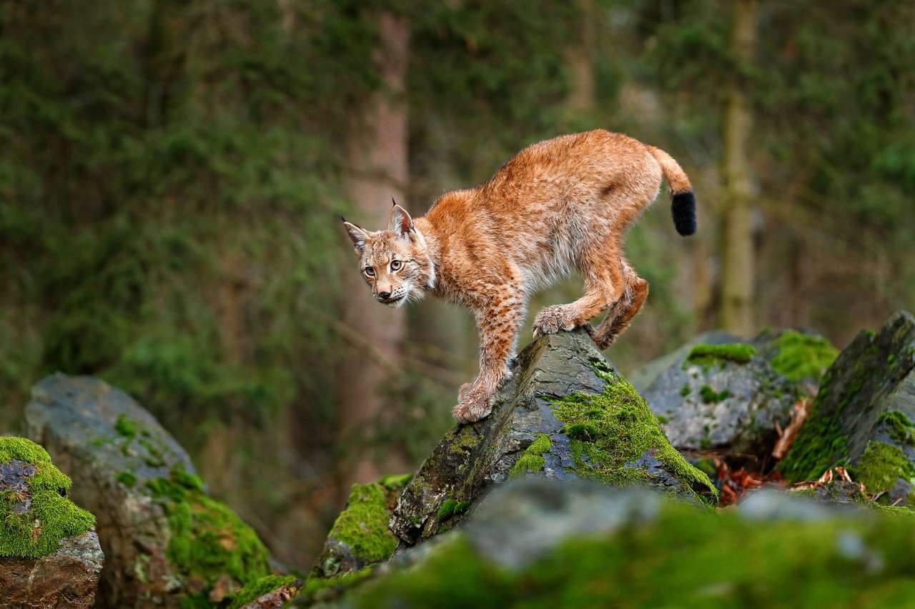 Lynx, eurasisk vildkatt pussel på nätet