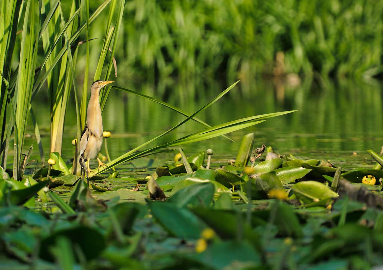 Little bittern (Ixobtychus minutus) on the leaves jigsaw puzzle online