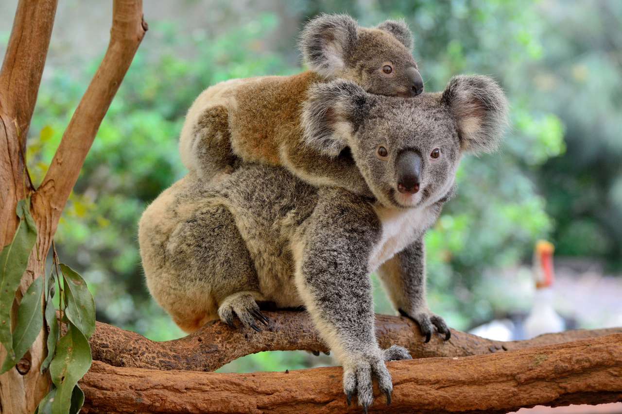 Мати-коала з дитиною на спині онлайн пазл