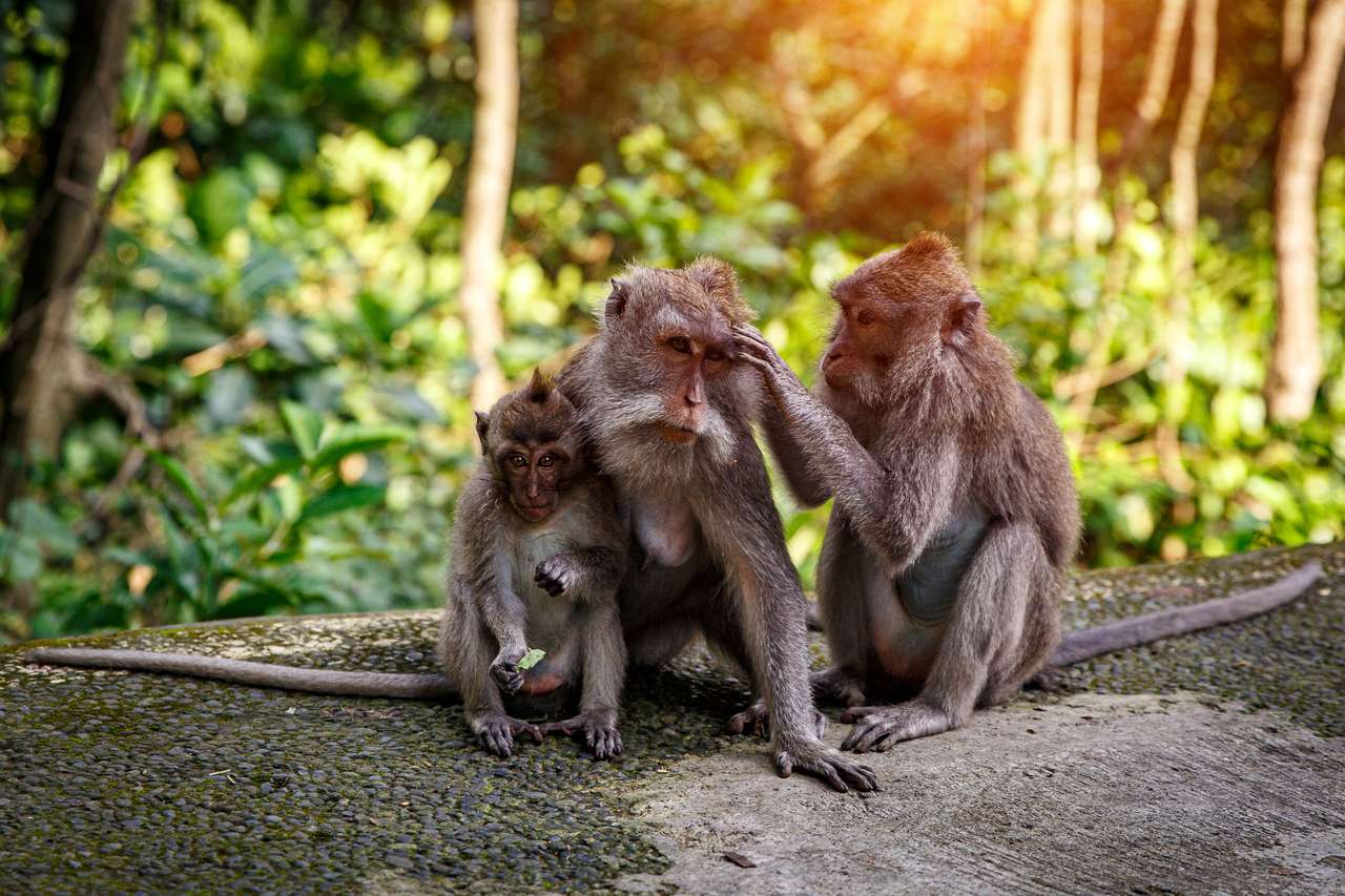 Portrait de famille des singes puzzle en ligne
