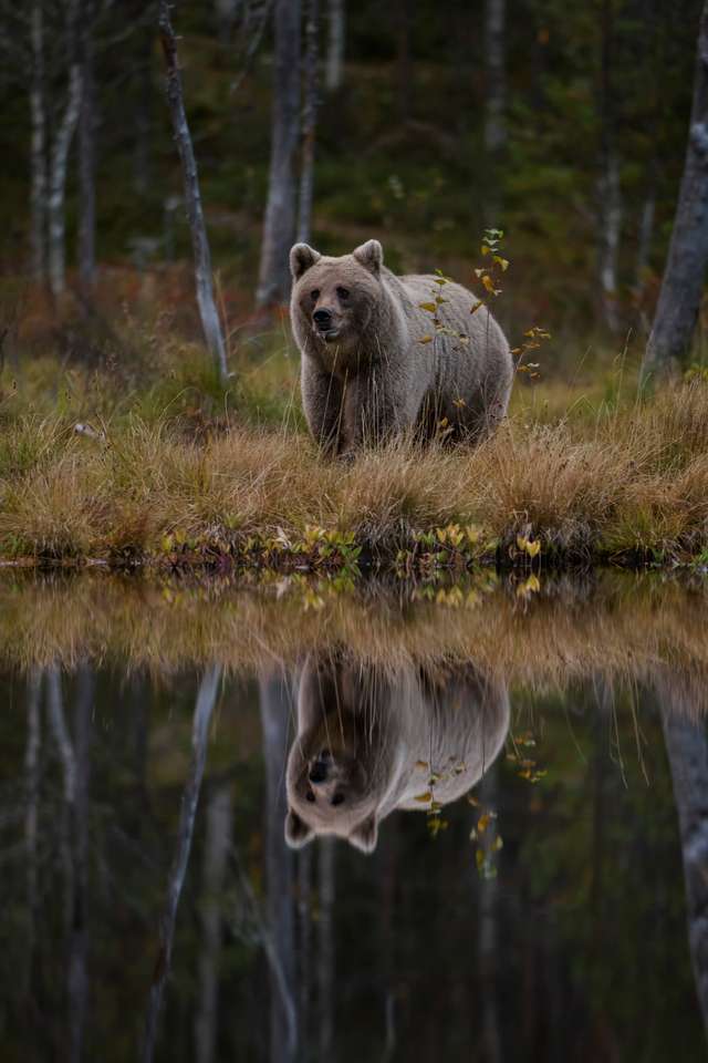 Καφέ Αρκούδα - Ursus arctos στη Φινλανδία παζλ online
