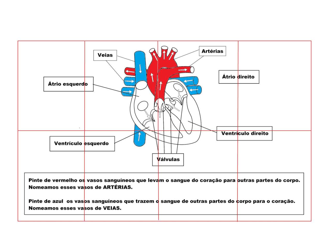 Mi a szív funkciója? online puzzle