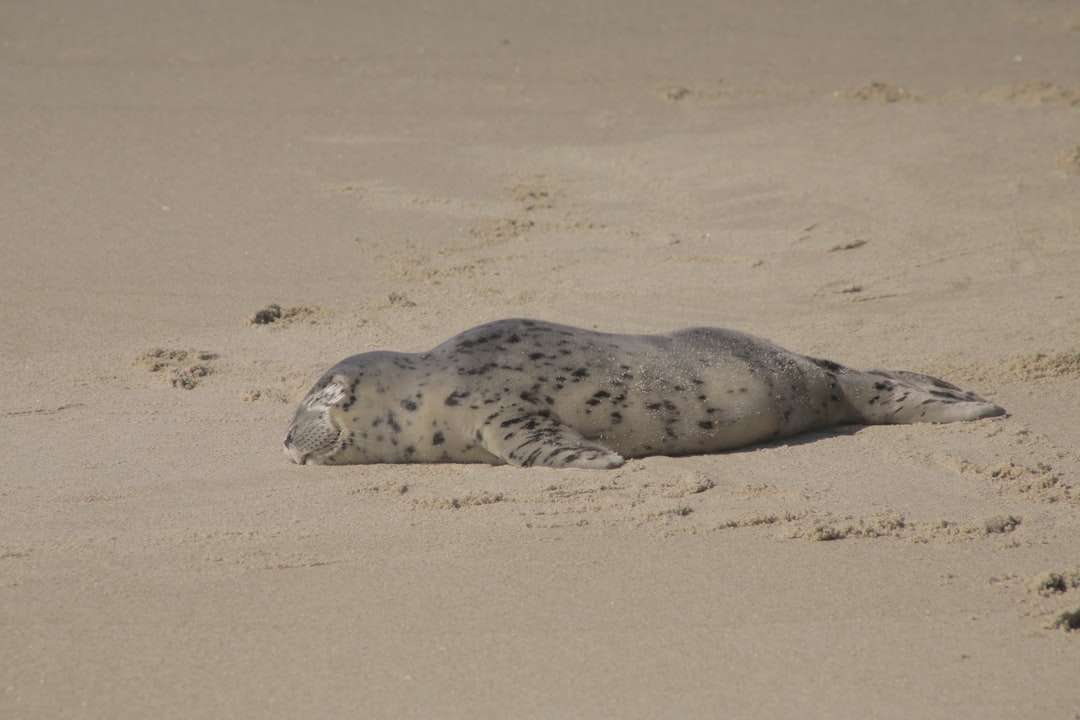 тюлень лежить на коричневому піску пазл онлайн
