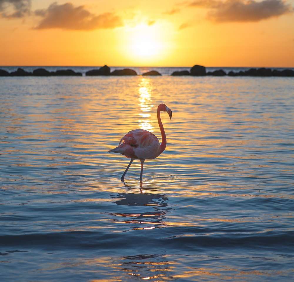 roze flamingo op het water overdag online puzzel