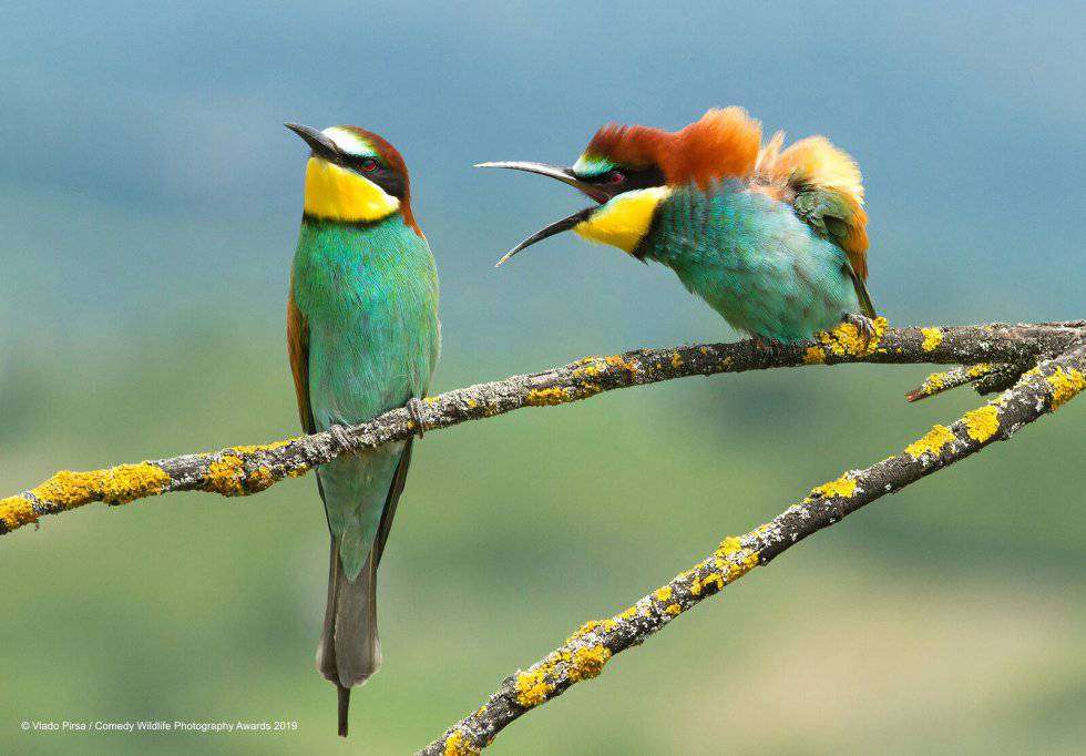 Разноцветные птицы на ветке пазл онлайн