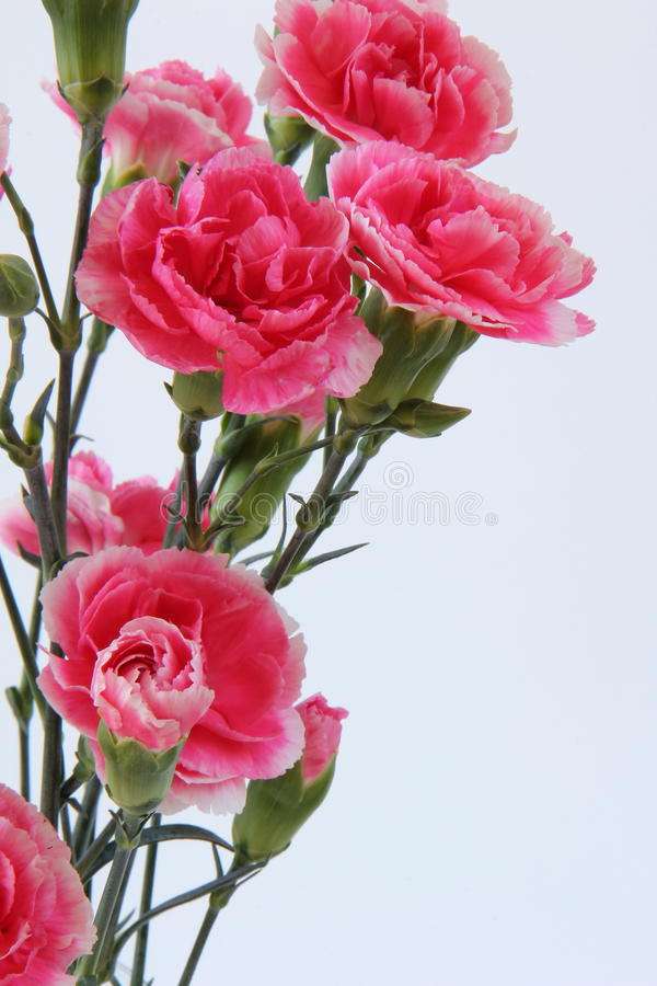 Pink carnations jigsaw puzzle online