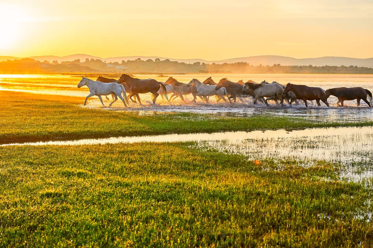 De paarden op de prairie. legpuzzel online