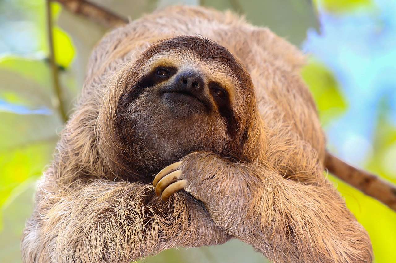 Happy Sloth παζλ online