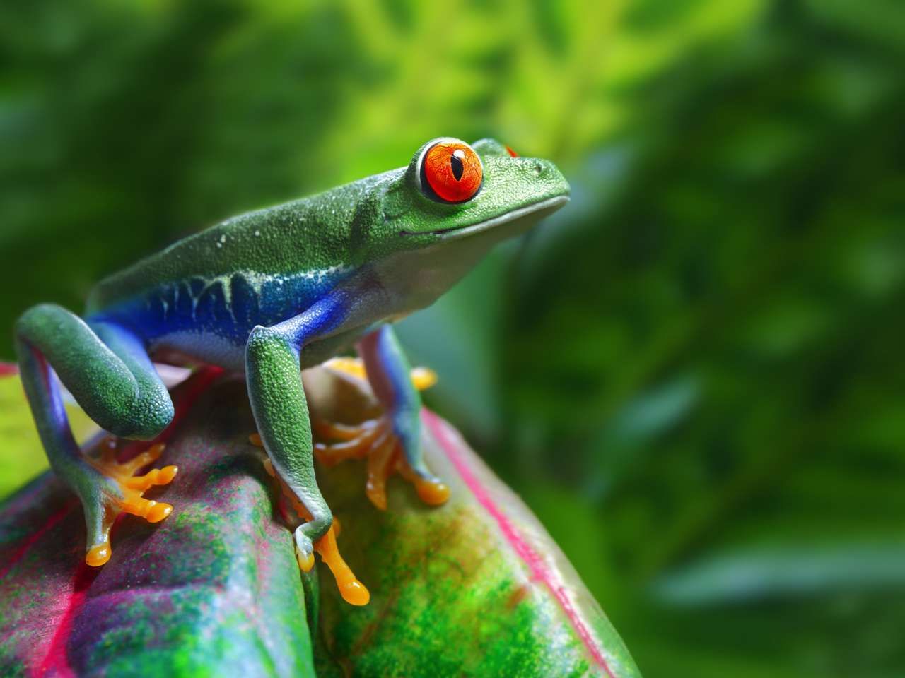 Червоноока деревна жаба пазл онлайн