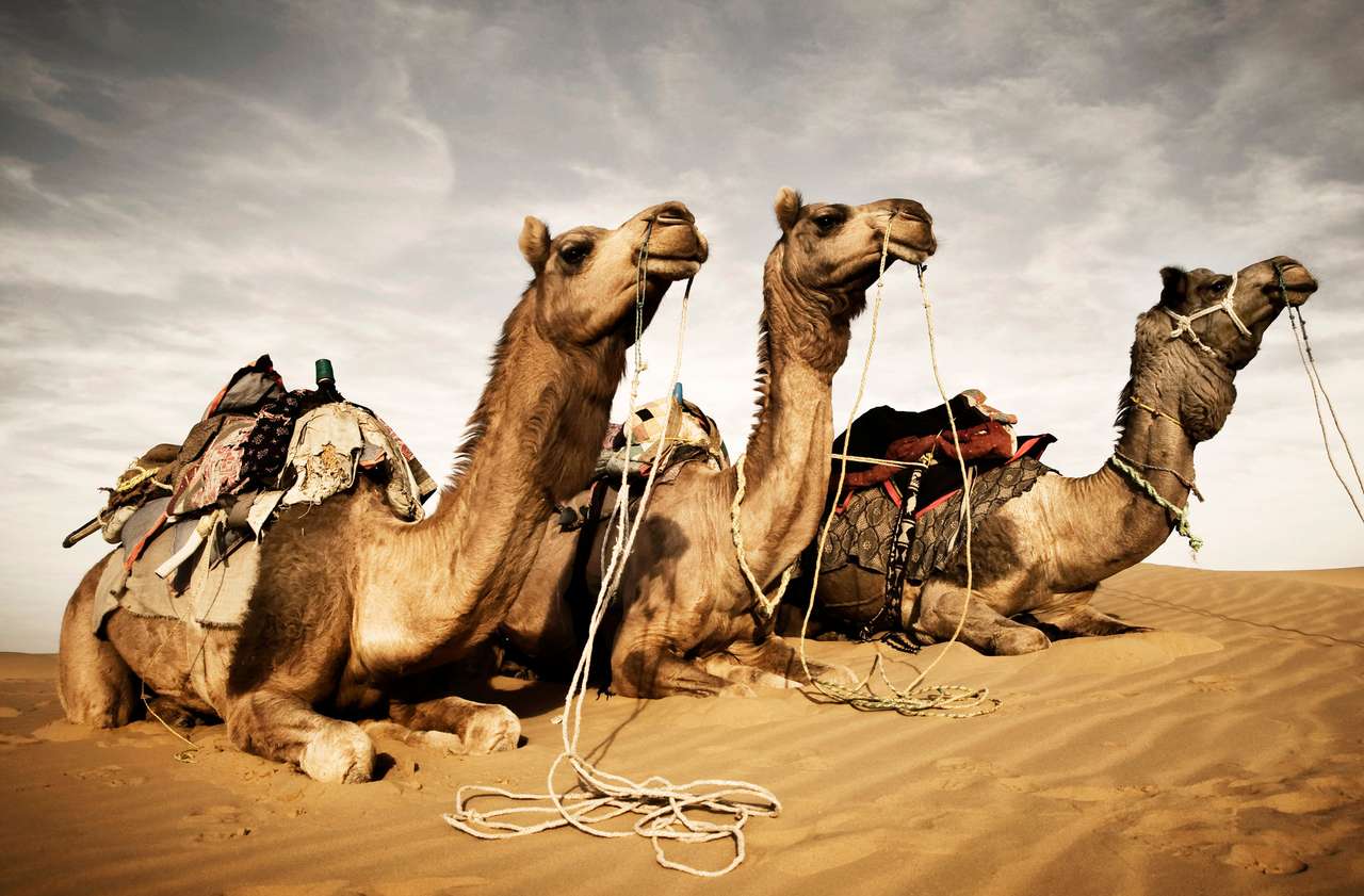 Верблюды отдыхают в пустыне пазл онлайн