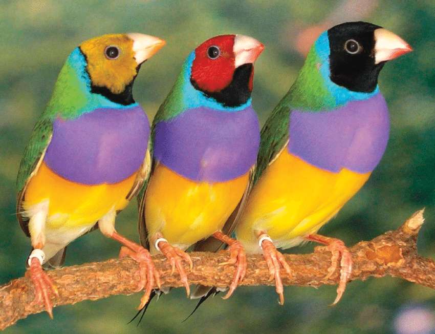 Разноцветные птички онлайн-пазл