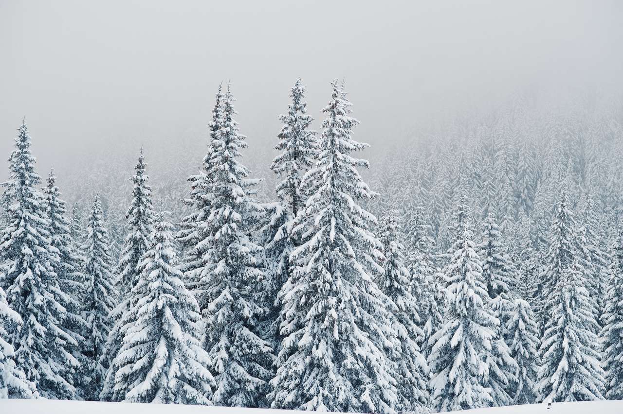 Борови дървета, покрити със сняг онлайн пъзел