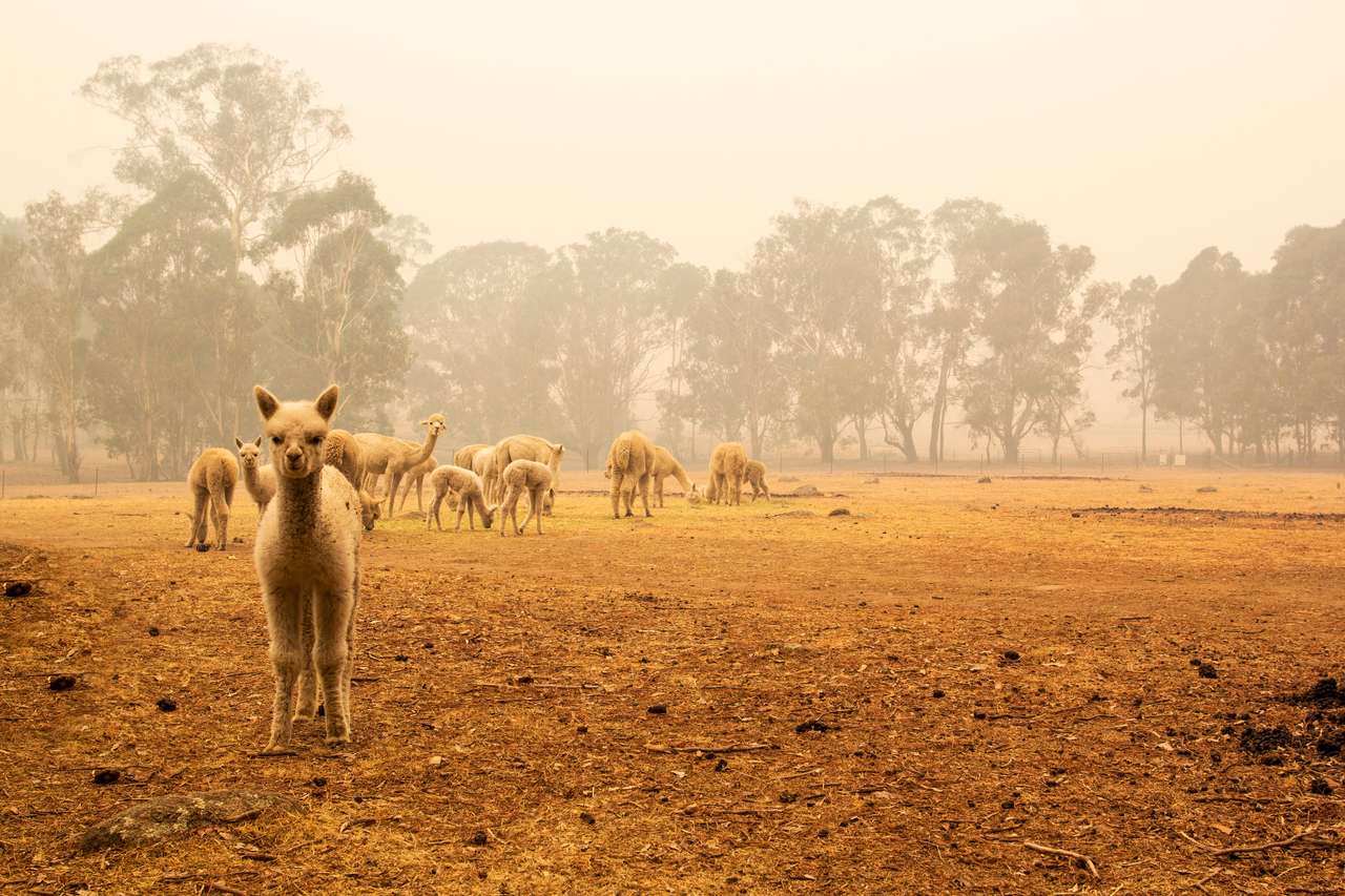 Κοπάδι Alpaca σε ένα αγρόκτημα online παζλ