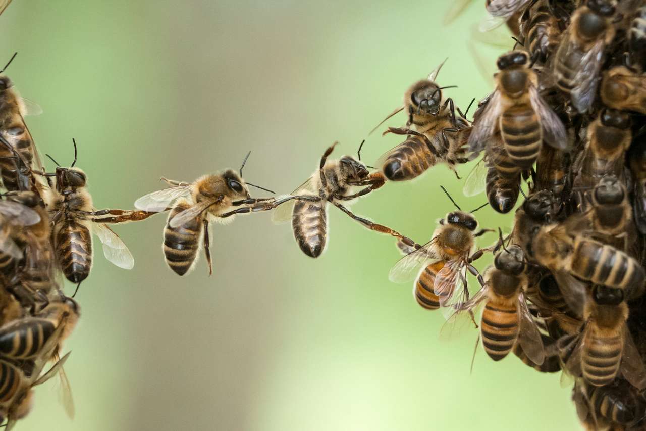 Γέφυρα μελισσών παζλ online