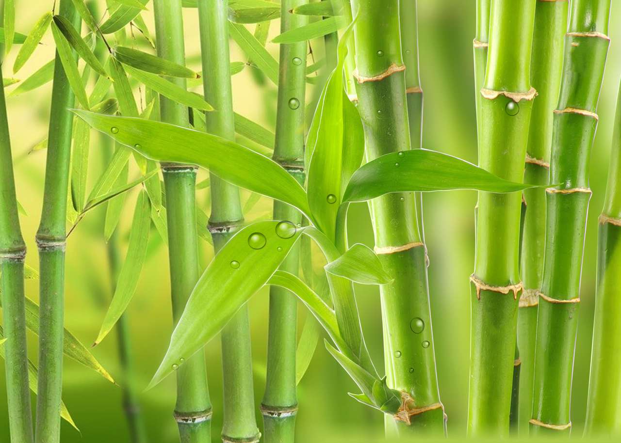 Boschetto di bambù puzzle online