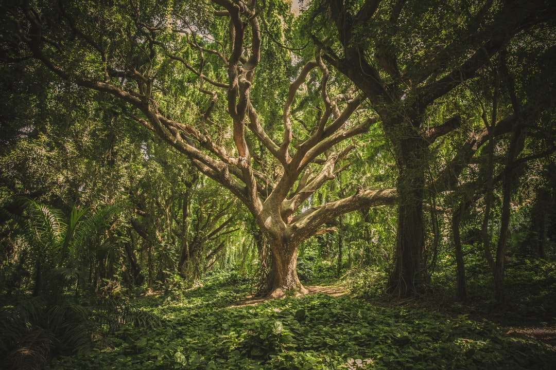 stort träd mitt i skogen under dagtid pussel på nätet