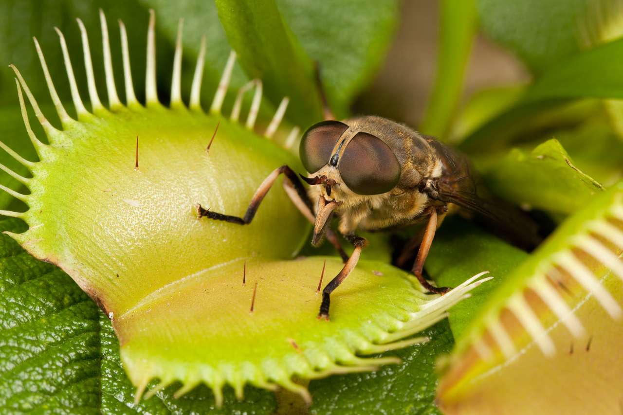 Horse-fly and open flytrap online puzzle