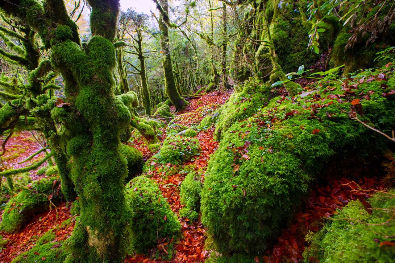 джунгли в Наварре Пиренеи Испании онлайн-пазл