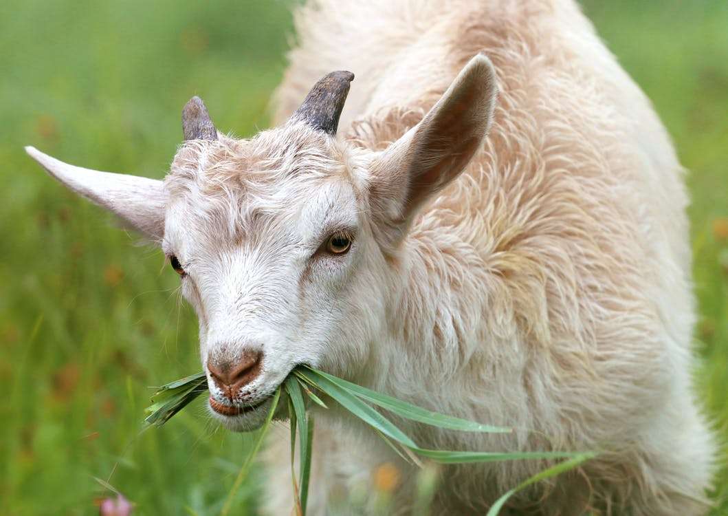 goat_pasture ジグソーパズルオンライン