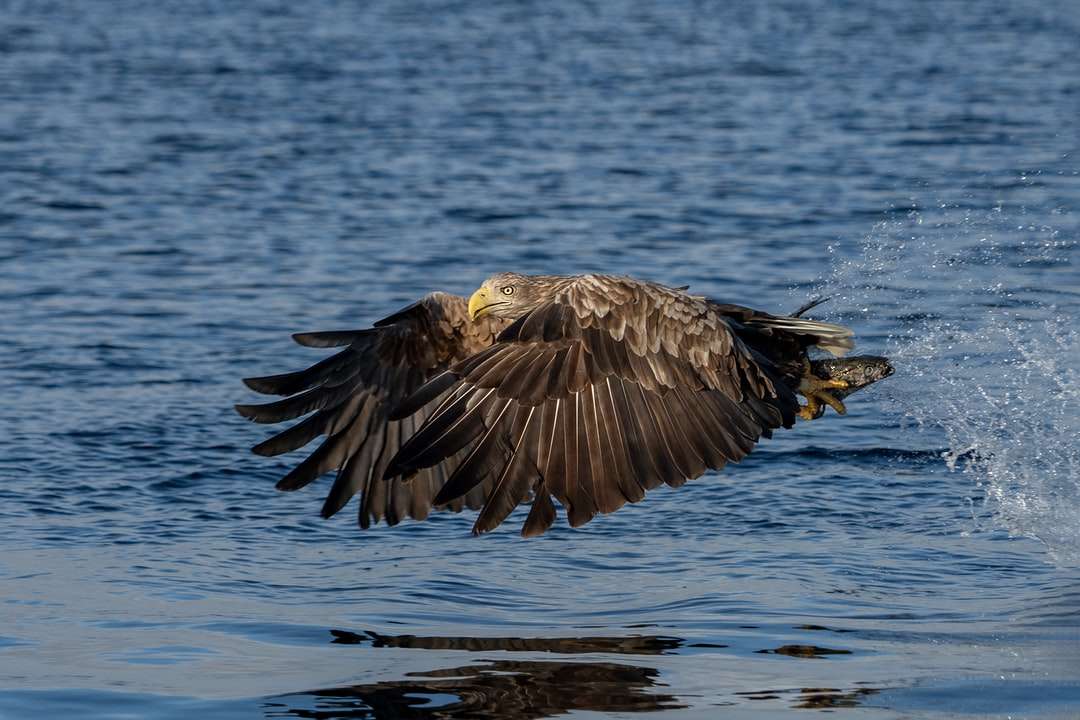 коричневый и белый орел летит над водой в дневное время пазл онлайн
