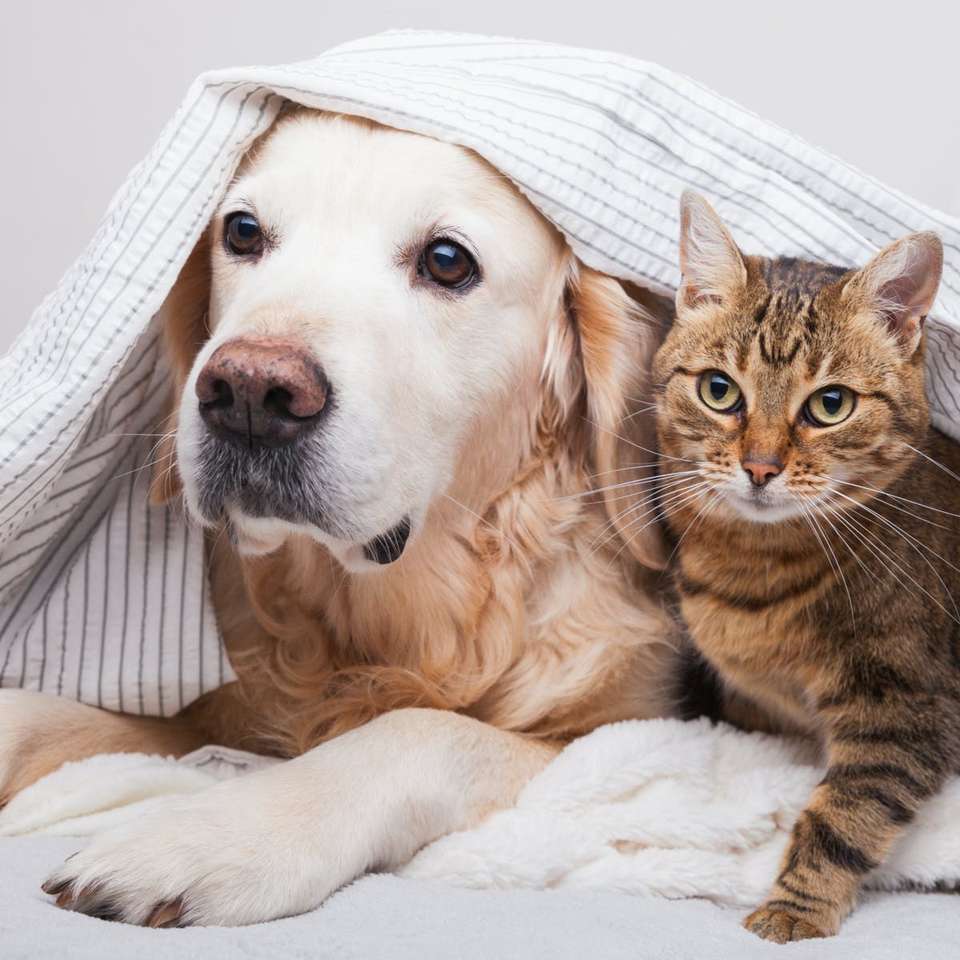 Dog with a kitten jigsaw puzzle online