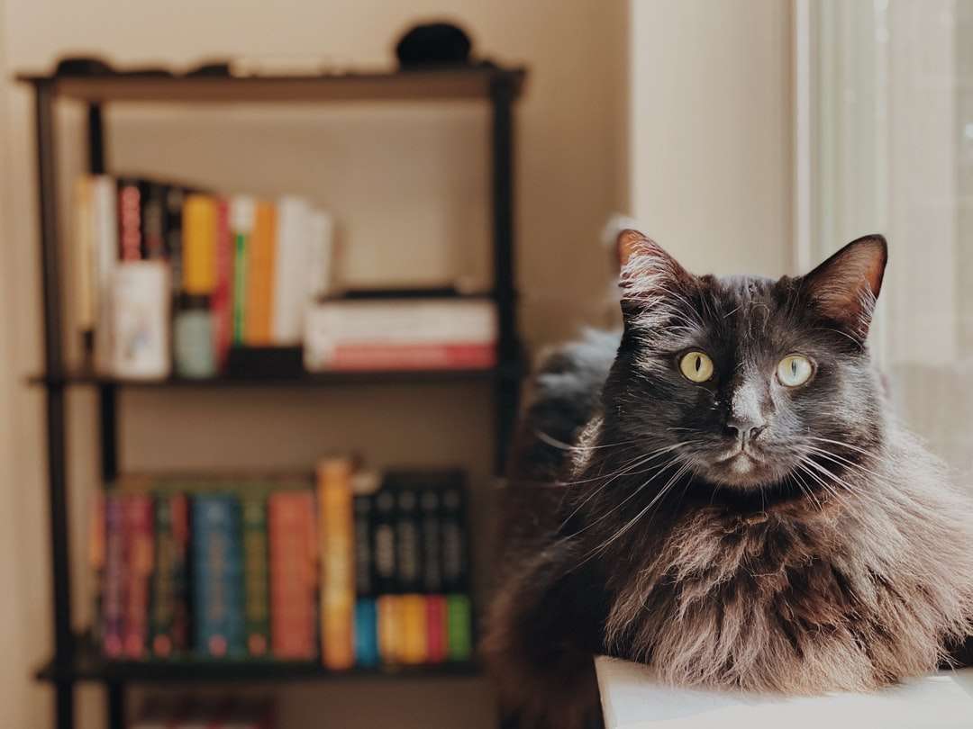 черно -бяла котка на кафяв дървен рафт онлайн пъзел