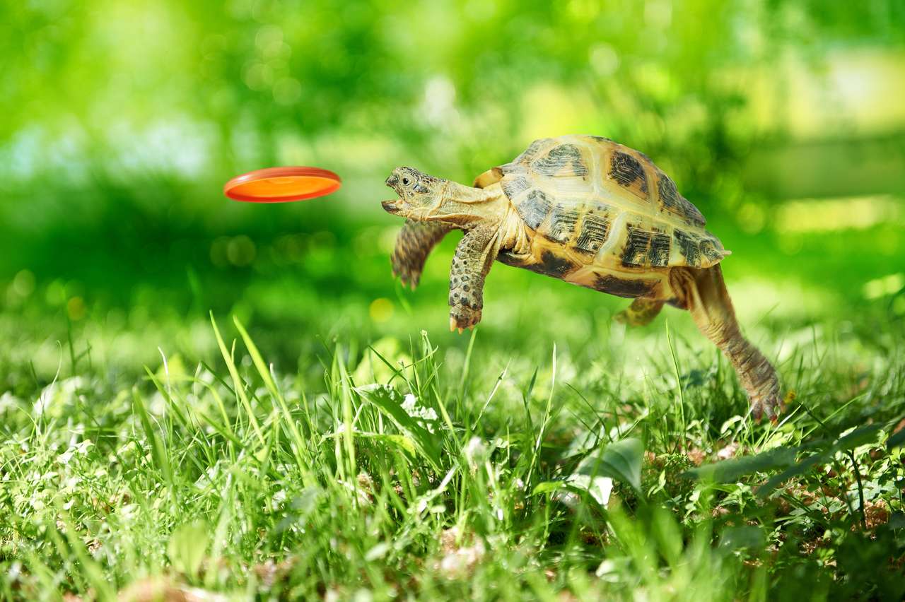 Schildpad vangt de vliegende schijf legpuzzel online