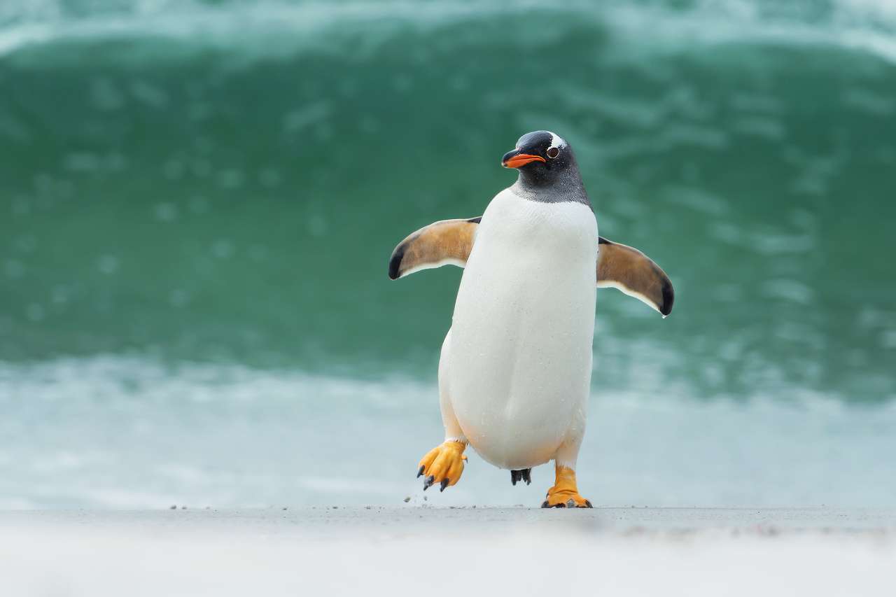 Gentoo пингвин онлайн пъзел