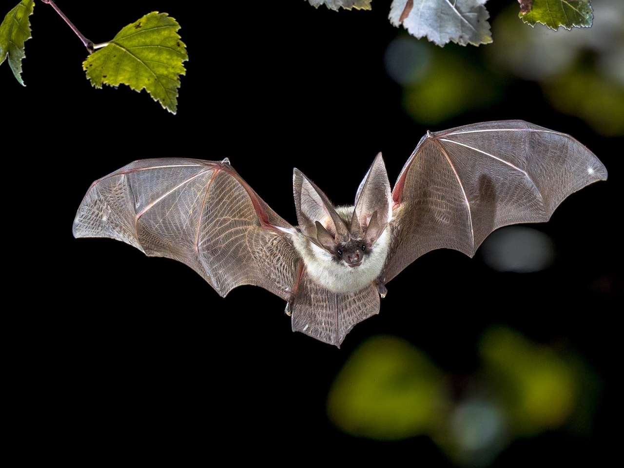 Caça de morcego voador na floresta. puzzle online