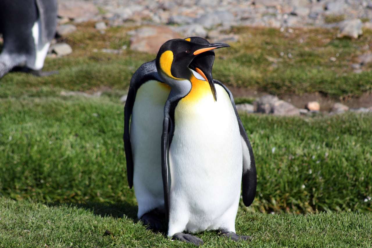 Pingüinos rey rompecabezas en línea