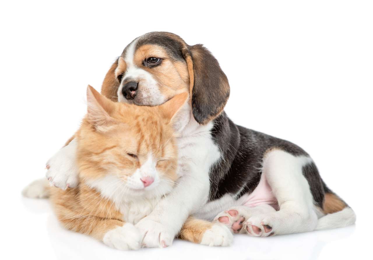 Cachorro Beagle con su amigo gato rompecabezas en línea