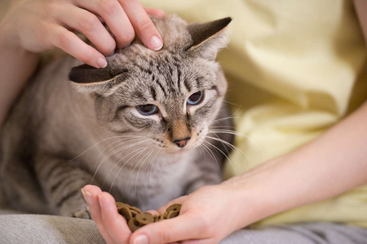 Жінка годує свого полосатого кота пазл онлайн