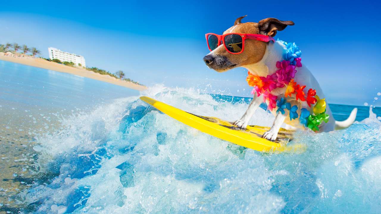 Perro Jack Russell surfeando rompecabezas en línea