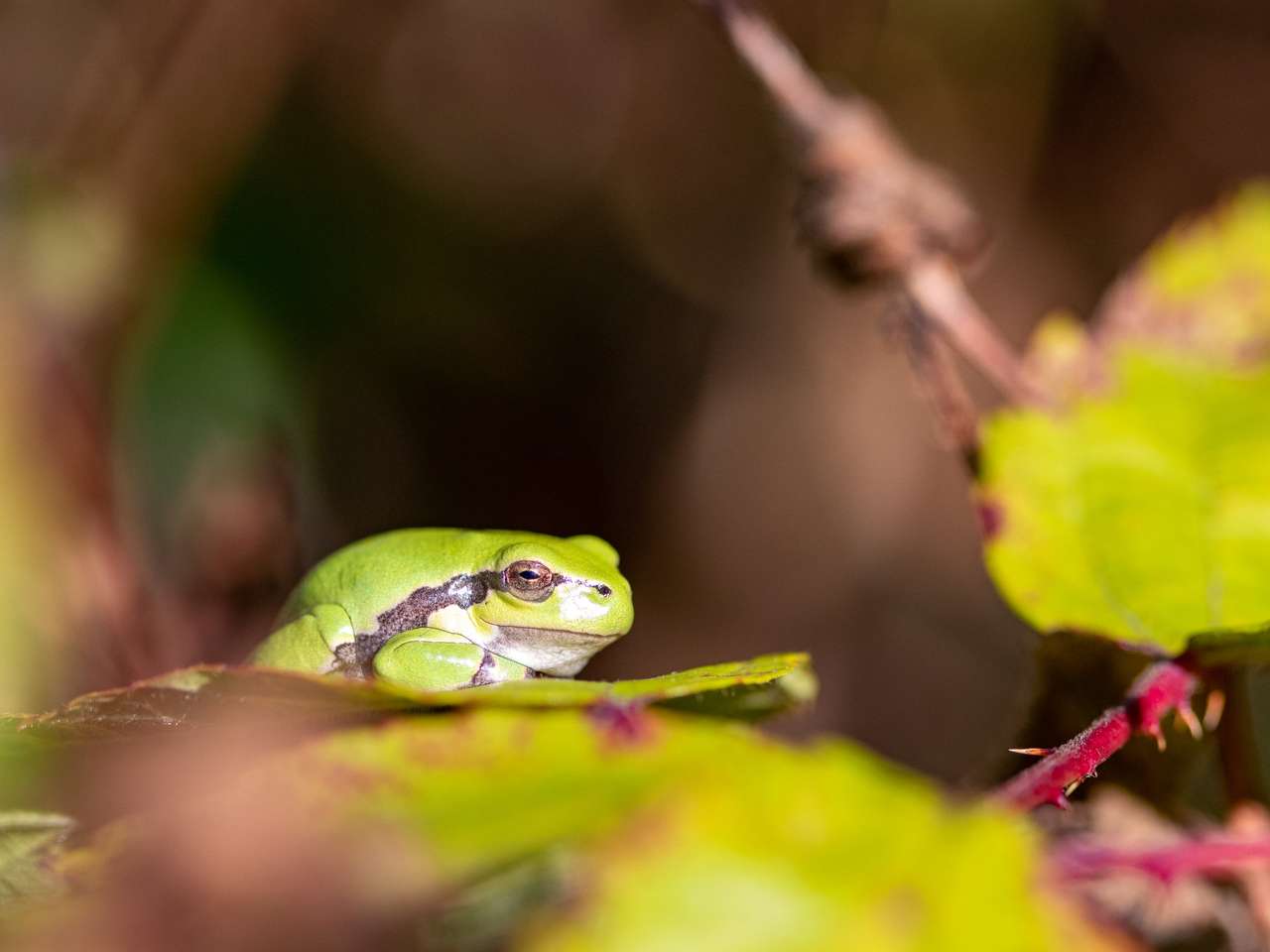 European Tree Frog παζλ online