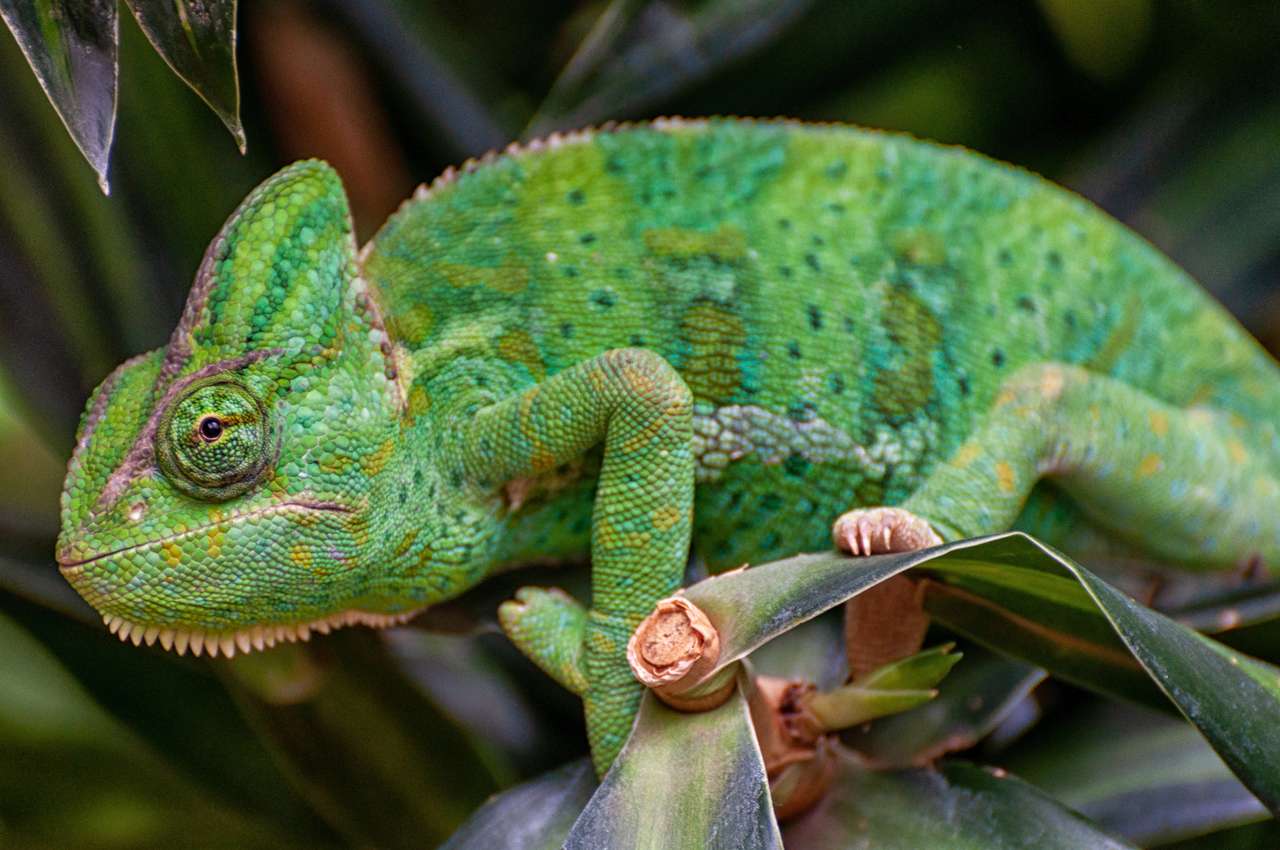 chameleon zeleného pantera skládačky online