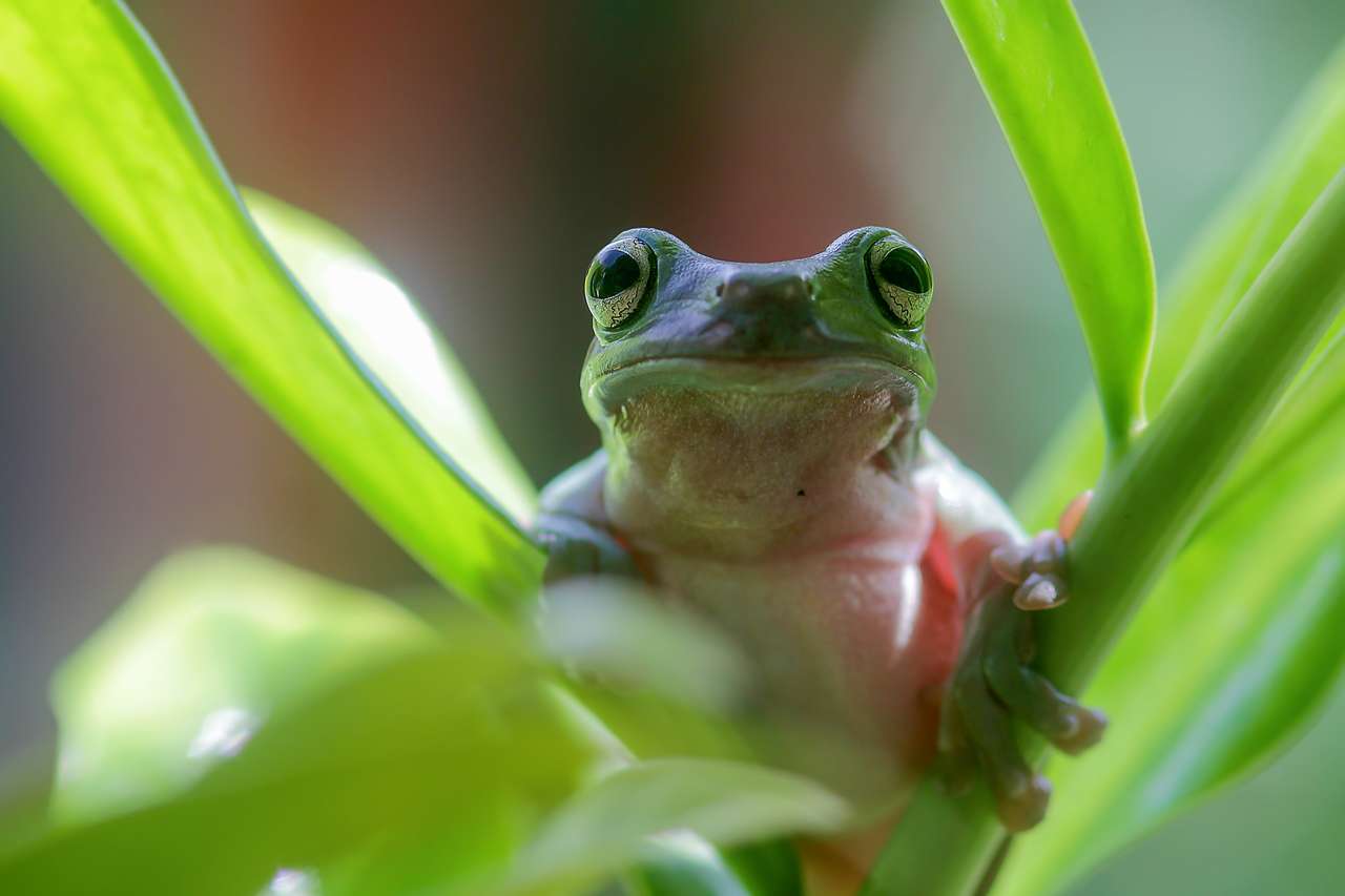 Європейська деревна жаба онлайн пазл