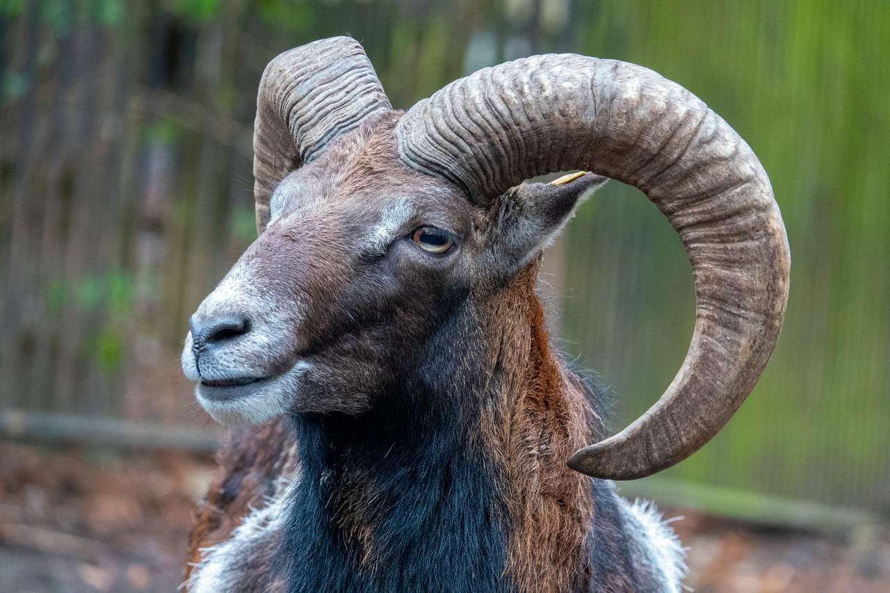 A portrait of a mouflon online puzzle