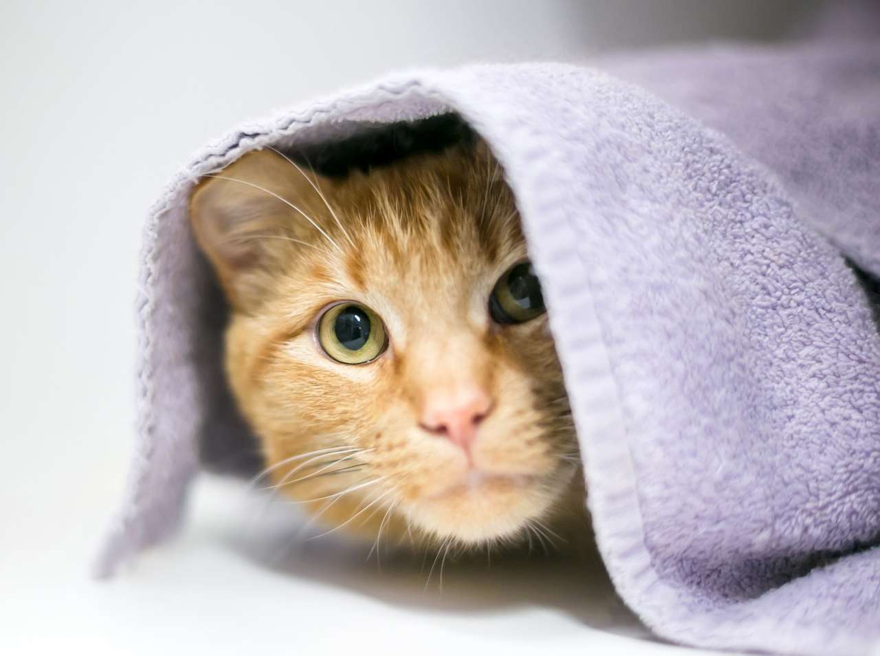 Μια ντροπαλή γάτα παζλ online