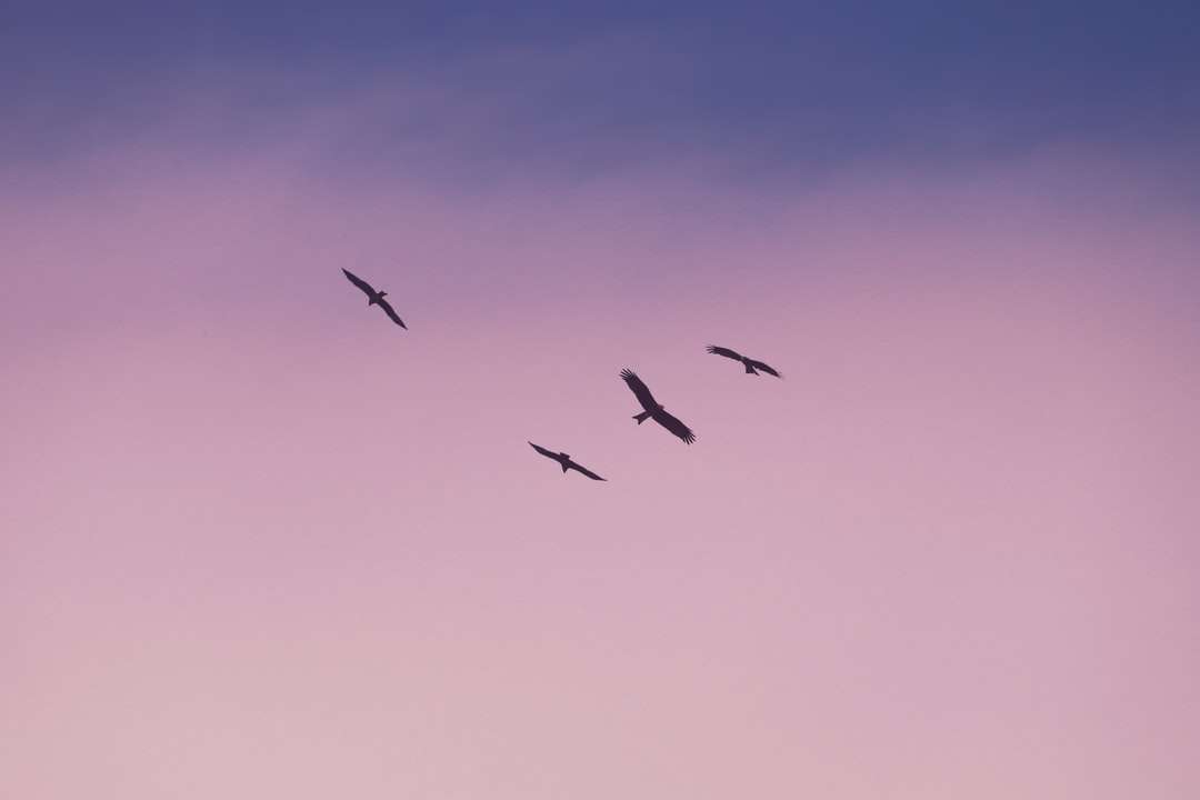 πουλιά που πετούν κάτω από το γαλάζιο του ουρανού κατά τη διάρκεια της ημέρας παζλ online