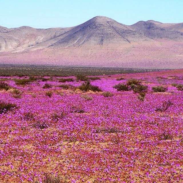 il deserto di Atacama puzzle online