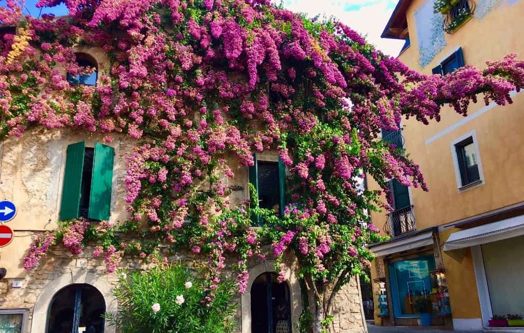 Kvetoucí strom - Itálie skládačky online